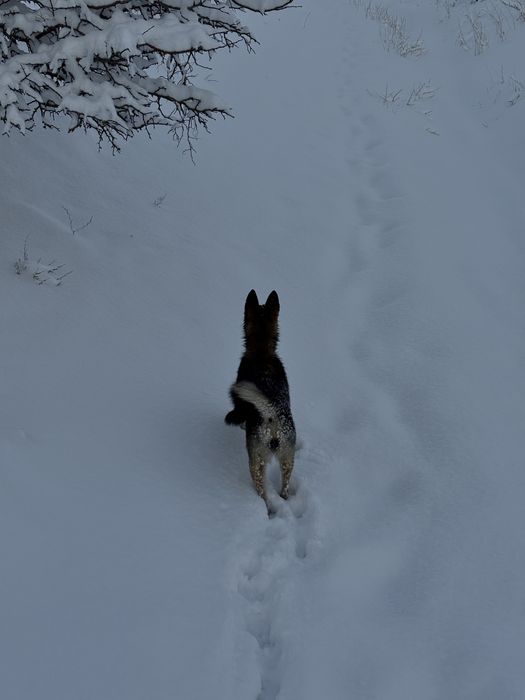 Продам ЗСЛ срочно