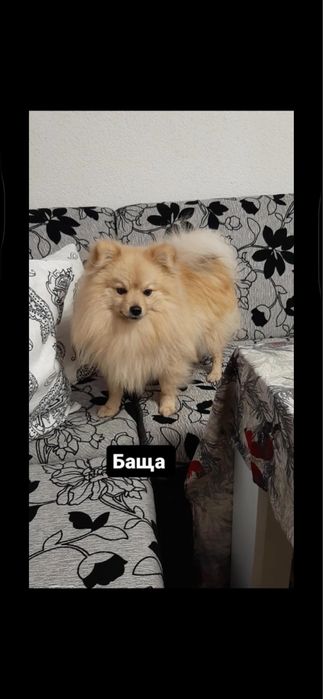 Продавам бебета пумерон