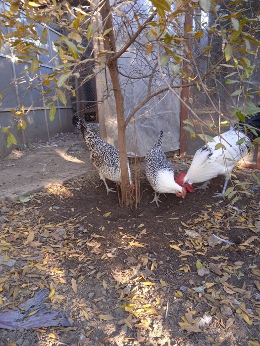 Разплодни яйца от Източно -Фризийска Чайка -изключително красива