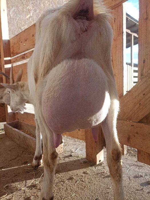 Disponibil iezi metis sannem și anglonubian