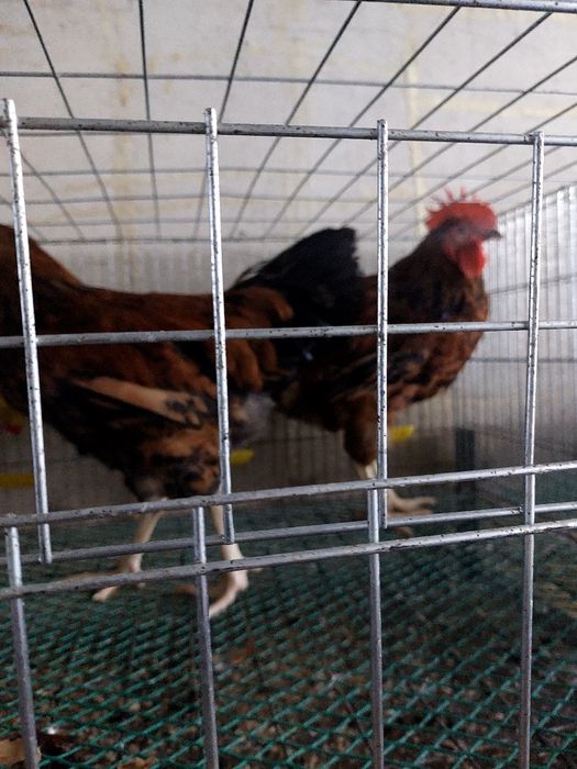 продам петушков кученской породы