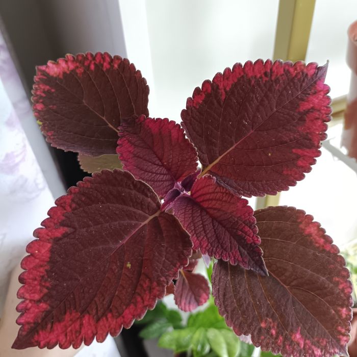 Комнатные растения