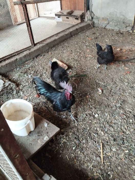 Дакан,Хонаки ва ухайли товуклари сотилади