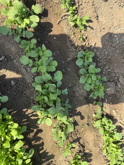 Ridichi proaspete din grădină – naturale, crocante și gustoase