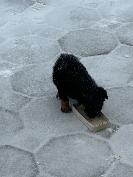 Күшік 1,5 айлық тамақ ішеді