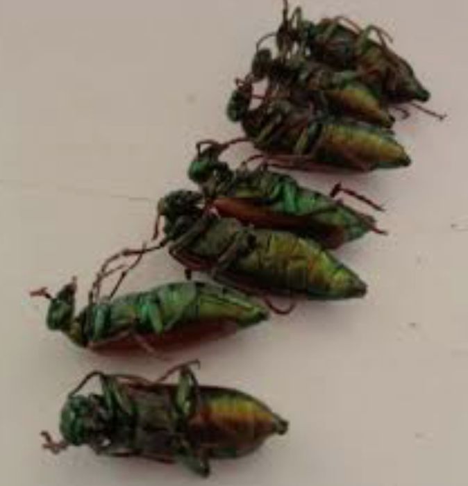 Алтын қоныз,  свежый