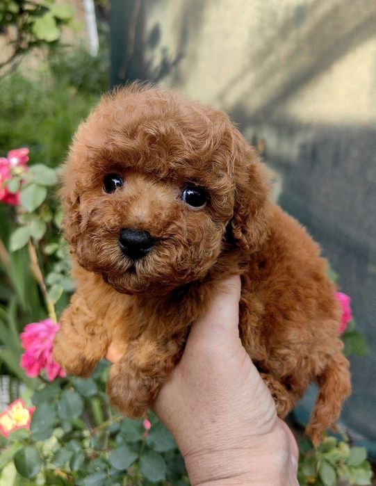 Девочки и мальчики мальтипу F1, супер мини,,китайские крови.