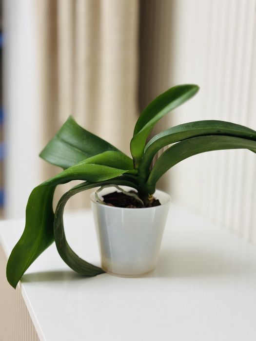 Орхидея розовая .