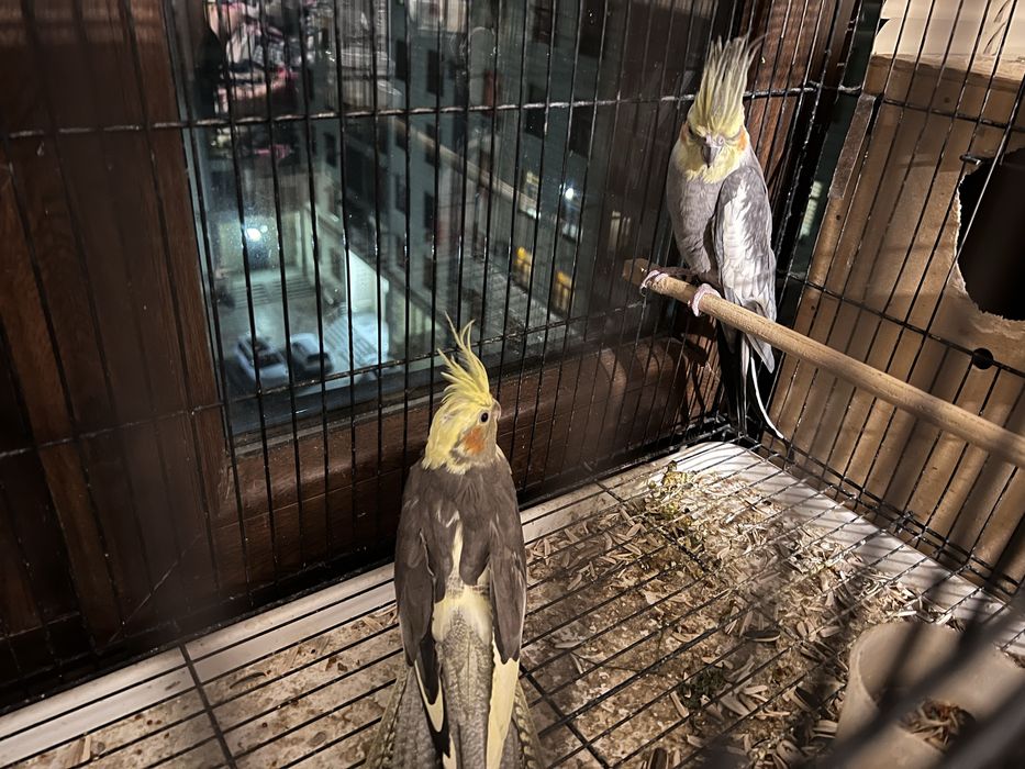 2 попугая корелла + клетка + домик | готовый комплект | Самарканд