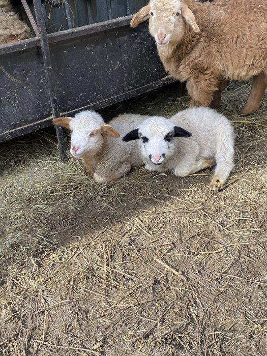 Продам барана с 2 ягнятами