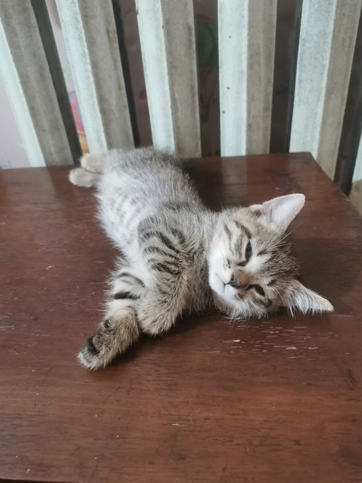 Отдадим Котят Бесплатно Bepul mushukchalar mavjud