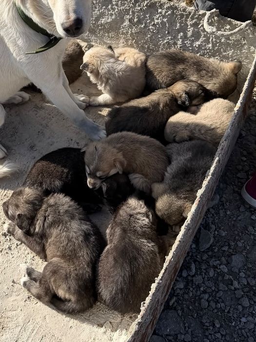 Отдам щенков в добрые руки