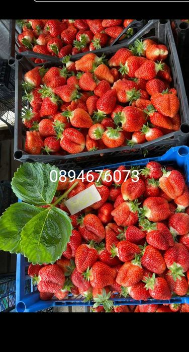 Продавам разсат ягоди