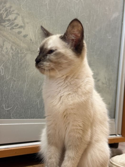 Отдам кошку 6 месяцев