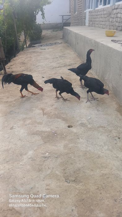 Dakanni qoni tozza paralari
