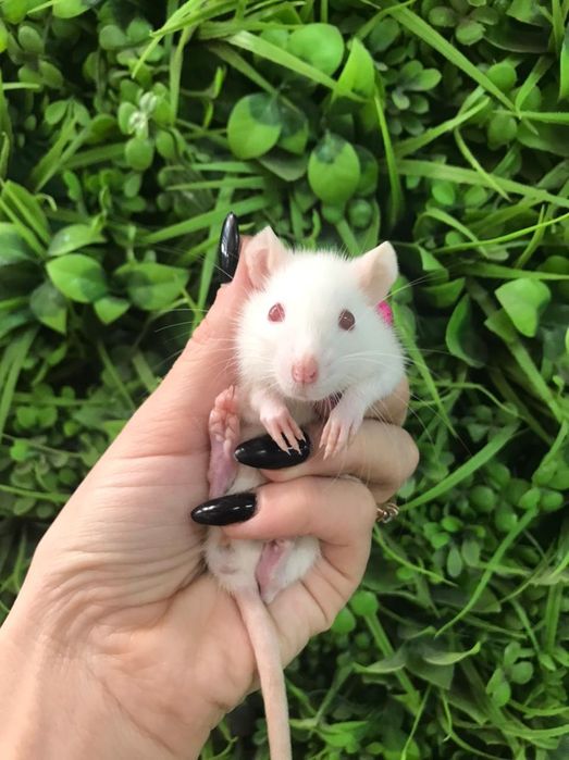 Крысята декоративные