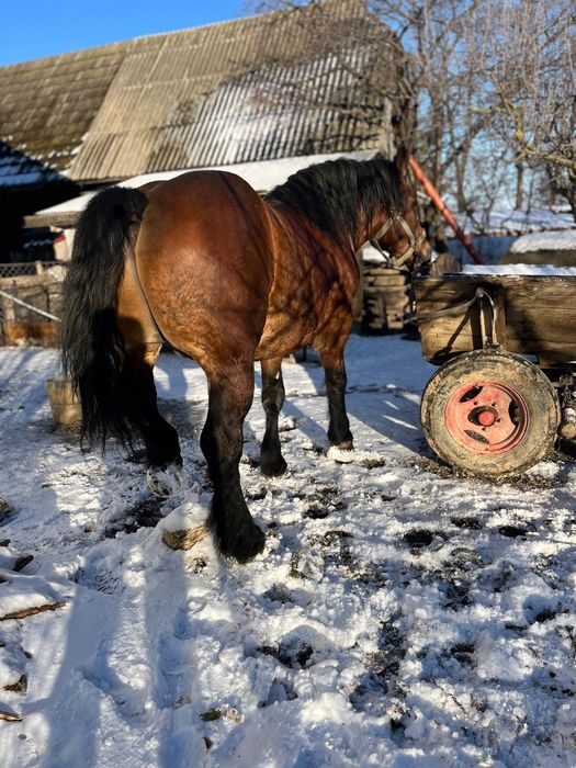 Armăsar de vânzare