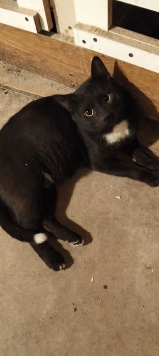 Пристраиваю кота!