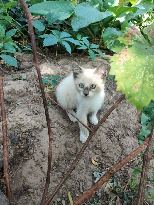 Котята от крысыловки.
