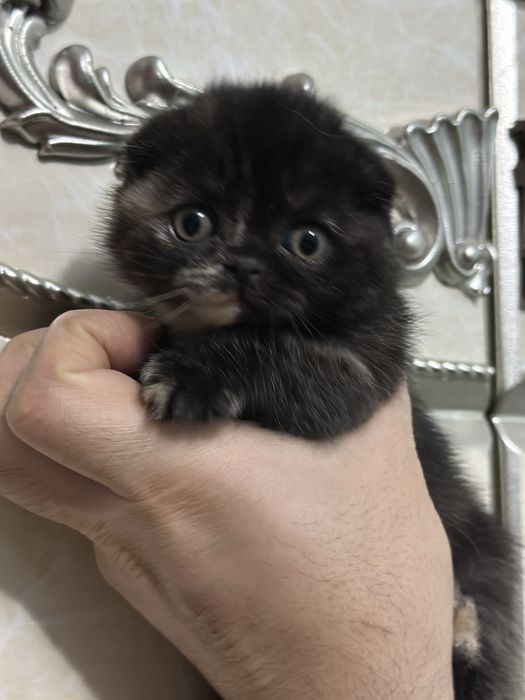Продается котенок скоттиш фолд