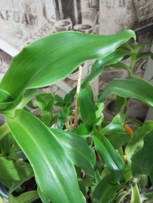 Золотой ус, 3 года, для лечения