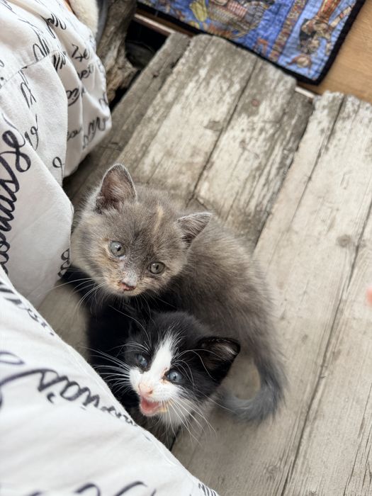 Отдам котят в добрые руки