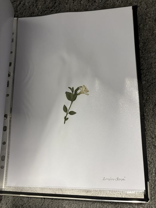 Ierbar 30 plante