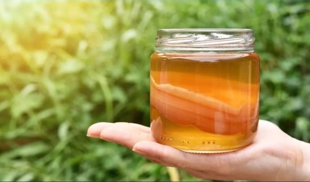 Чайный гриб, комбуча