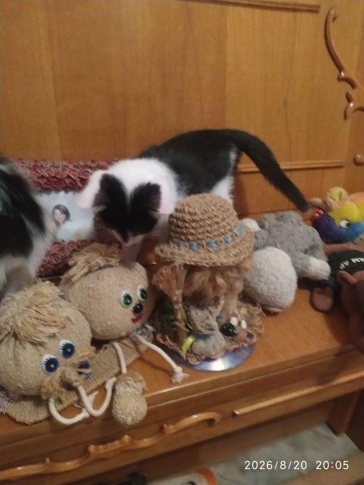 Отдам котят в хорошие руки