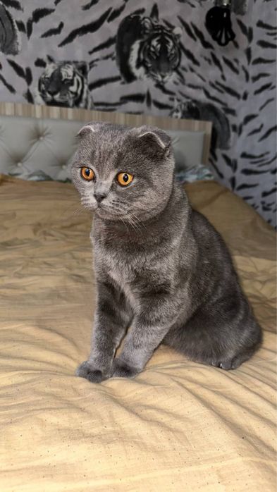 Scotish Fold Original