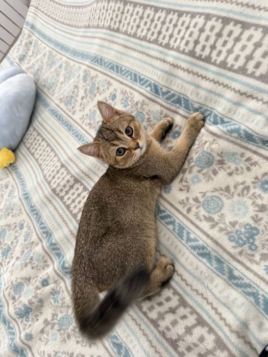 Кошка короткошерстный британец