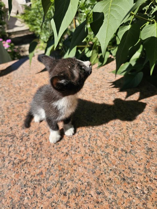 Котенок(мальчик) в добрые руки