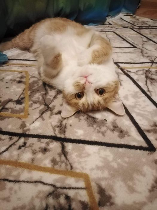 Отдам кошку в добрые руки