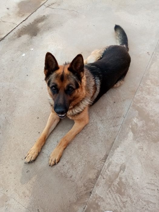 Немецкая овчарка