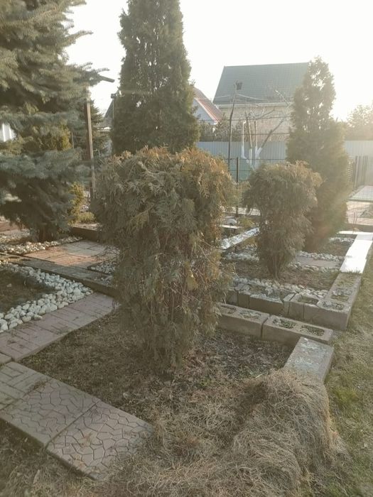 Туя горный Смарагд европейский.