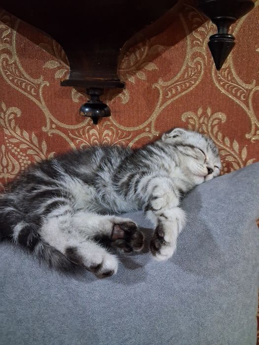 Шотландский вислоухая девочка