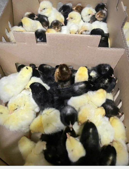 Puișori de o zi rasă mixta si alb de carne