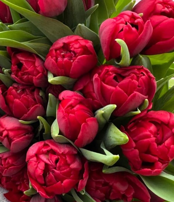 Тюльпаны свежие 25шт банч