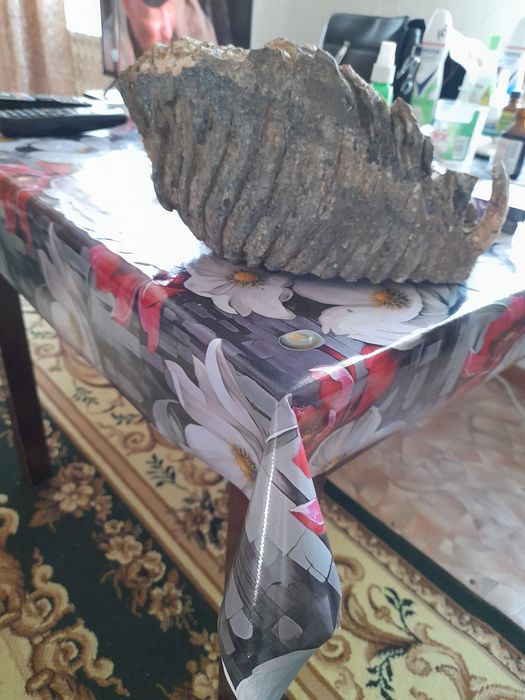 Окаменевшая челюсть мамонта