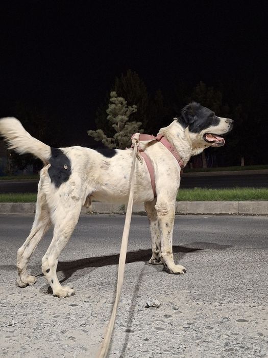 Алабаи 1 Жасар Келістірып Беріп жберемін