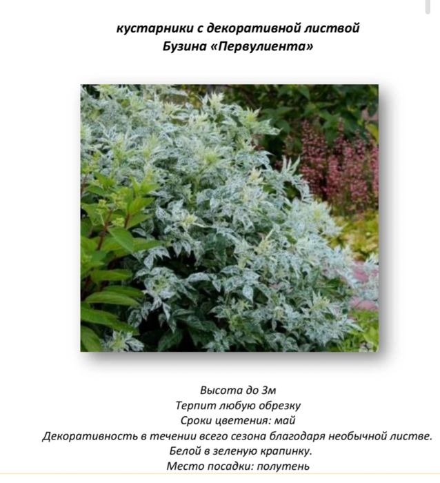 из питомника  цветущие и кустарники  с декоративной листвой