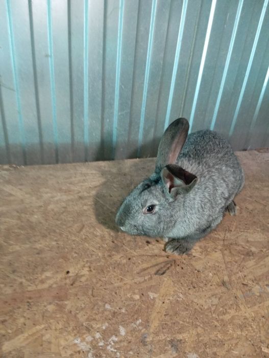 Продам кроликов разных возрастов