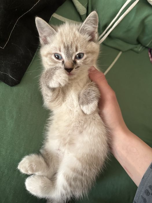 Отдам кошечку в добрые руки