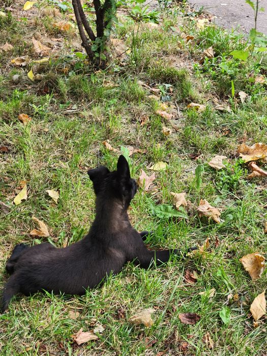 Mascul ciobanesc belgian Malinois
