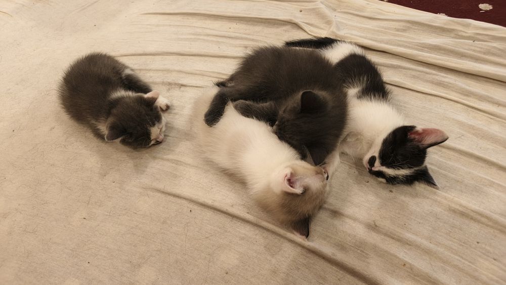 Котята             .