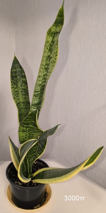 Красивые комнатные цветы