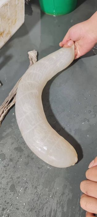 Черева свиная, баранья, синюга пластифицированная.