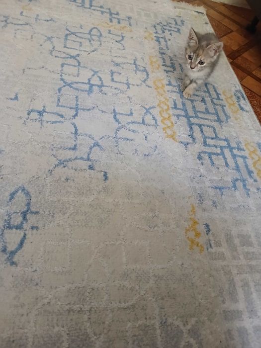 Отдам котенка к лотку приучен