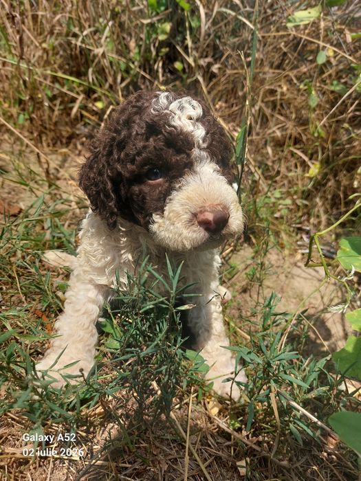 Lagotto romagnolo baiat