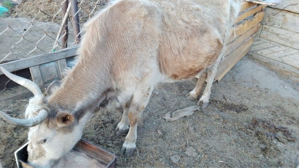 Продам стельную корову